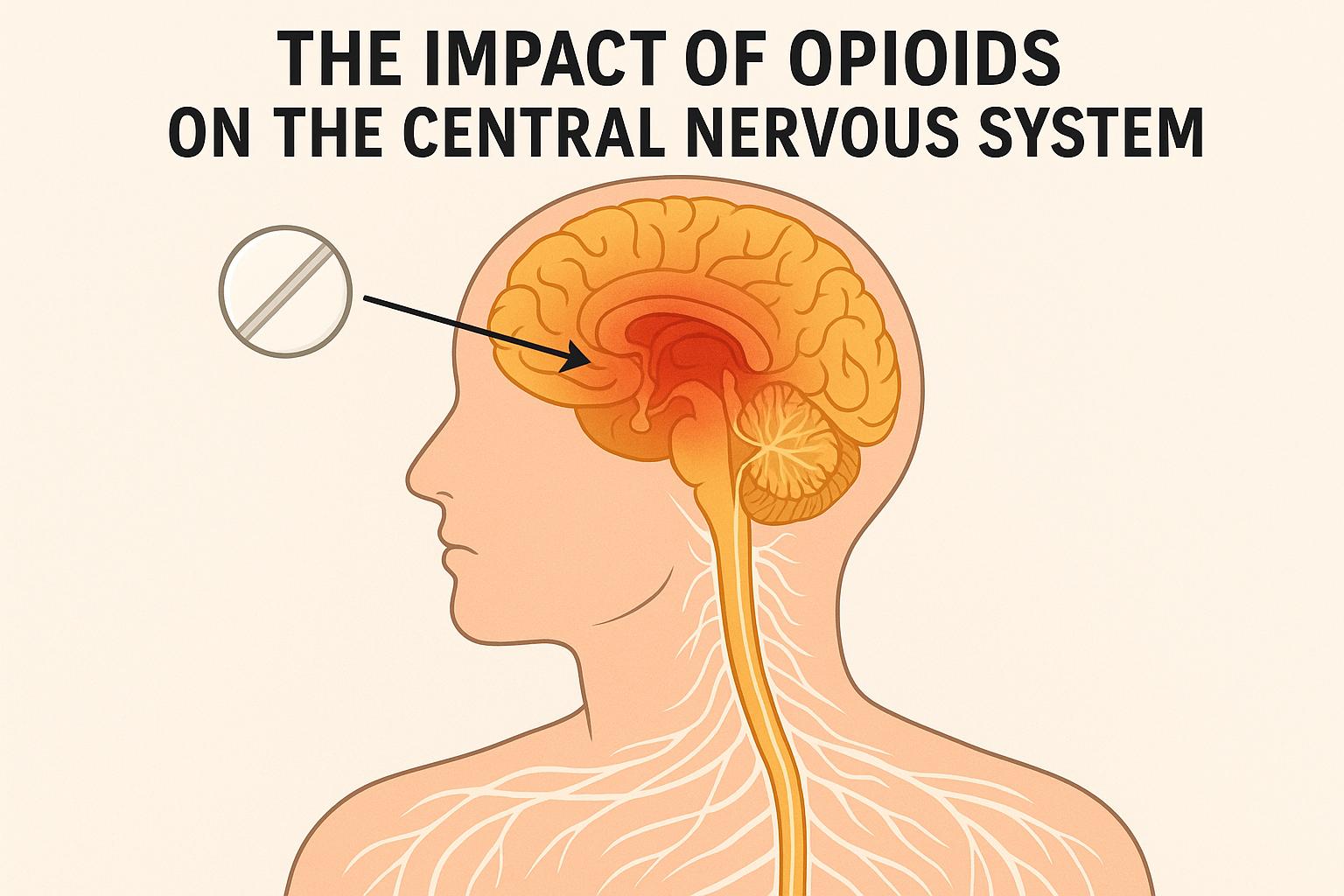 The impact of opioids on the central nervous system.